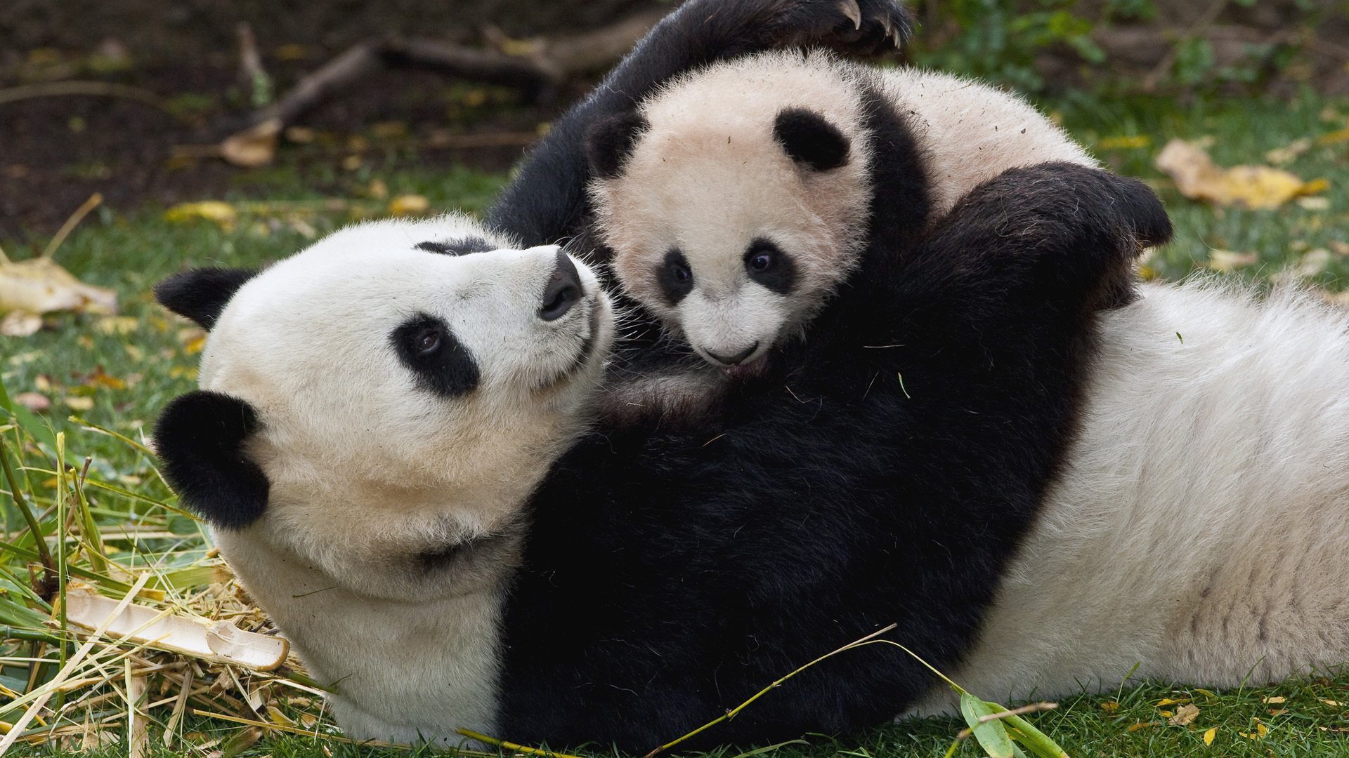 panda mamá bebé cachorro