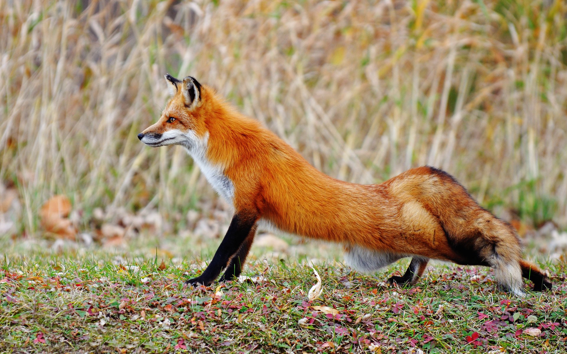 fox potyagnulas foot field autumn