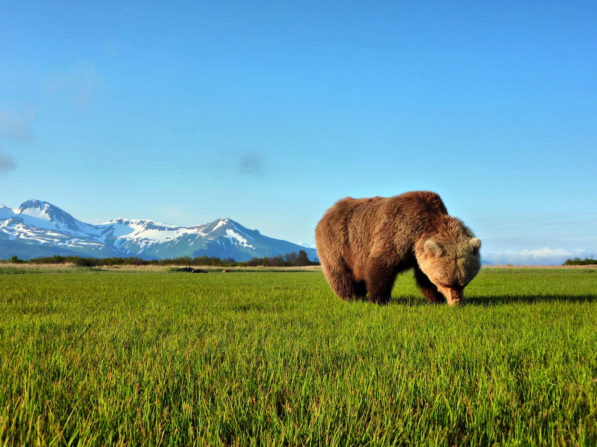 orso erba montagne neve orizzonte cielo