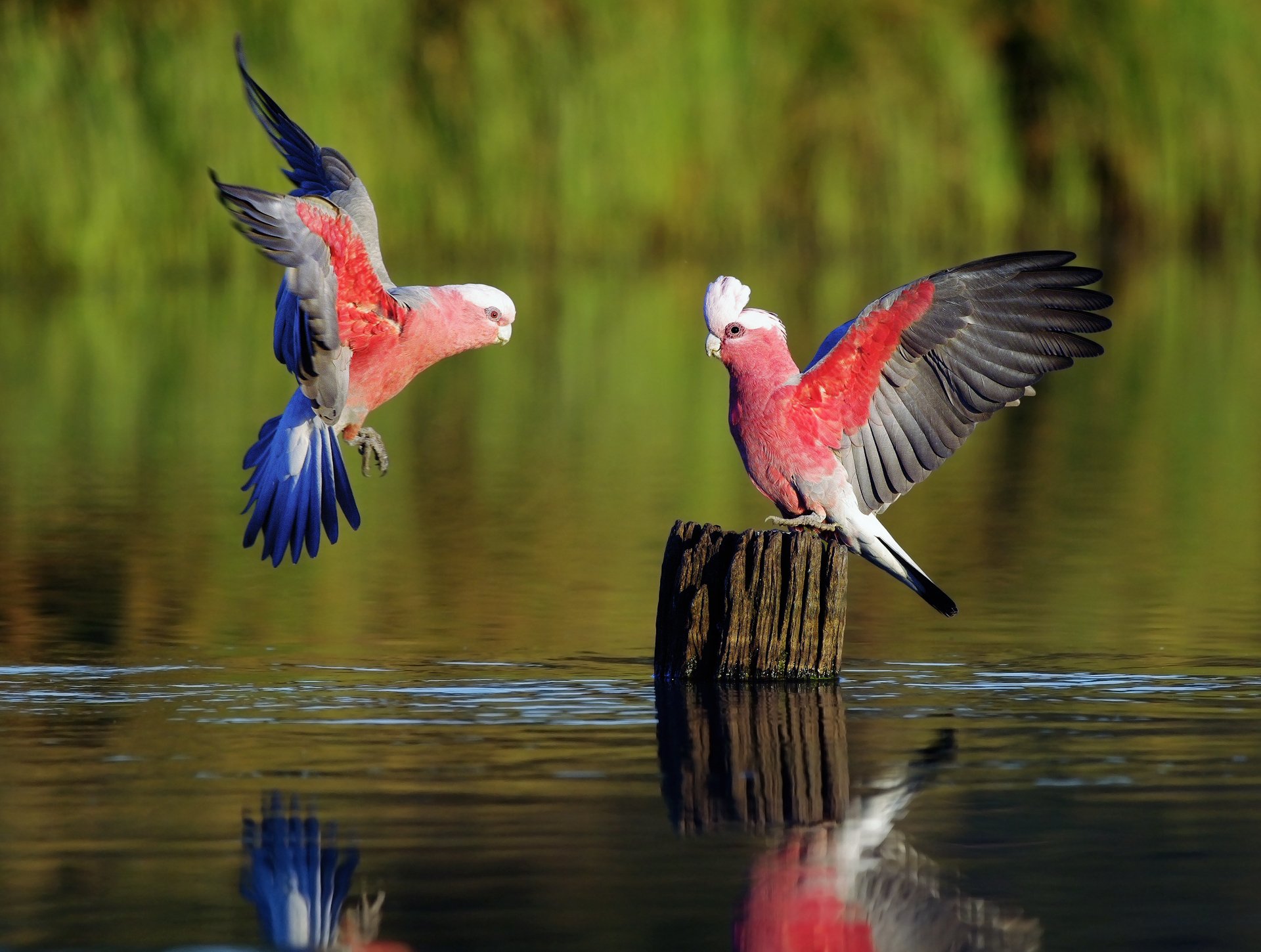 vögel papageien spiele fluss rosengewächse