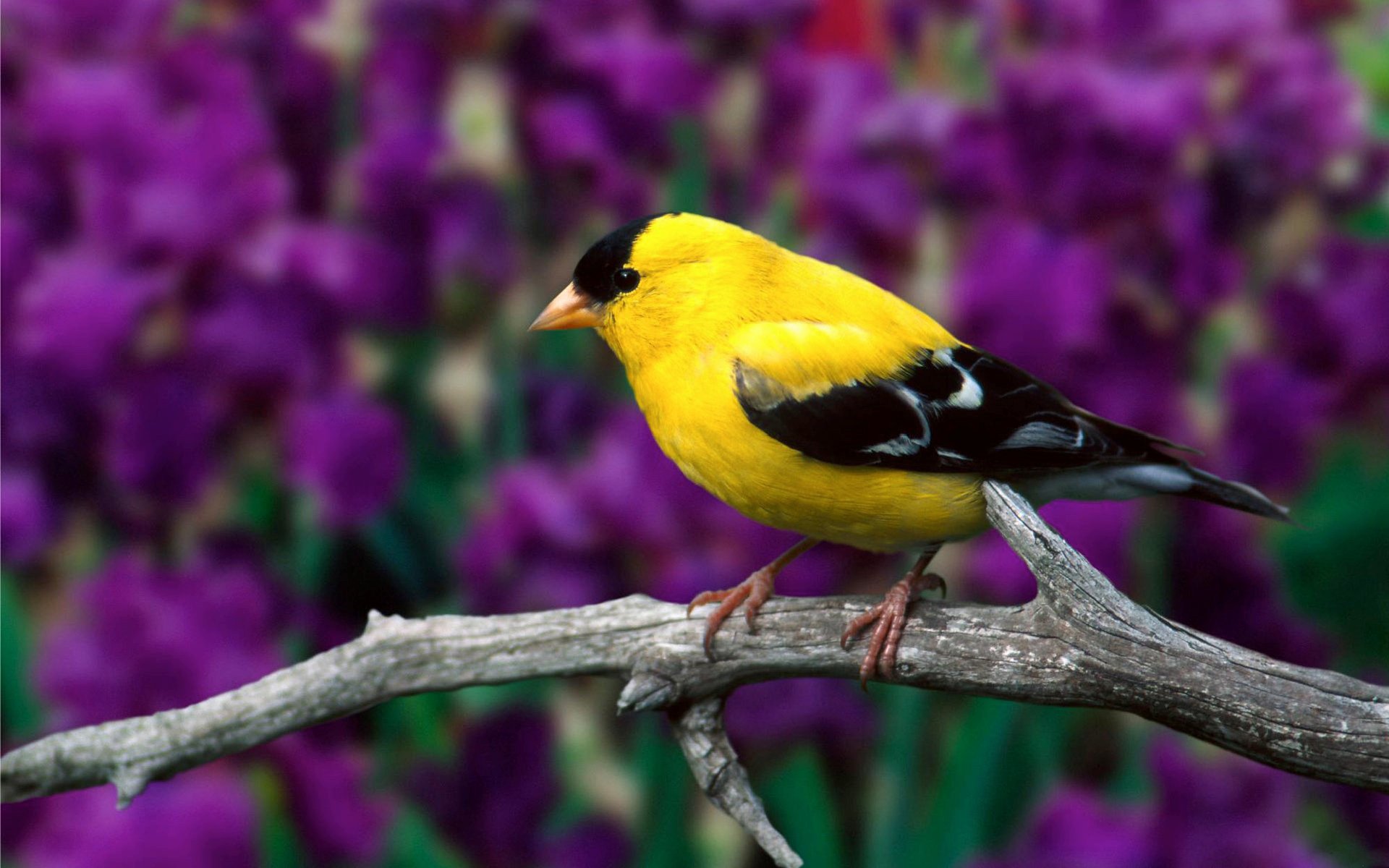 pajarito americano jilguero seco rama hojas flores