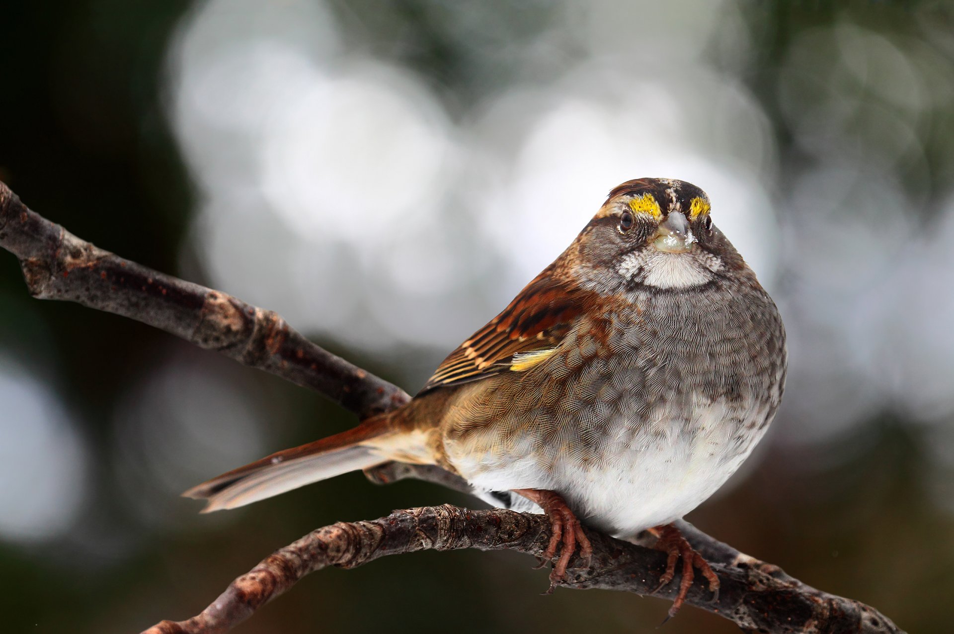 oiseau branche regarde éblouissement