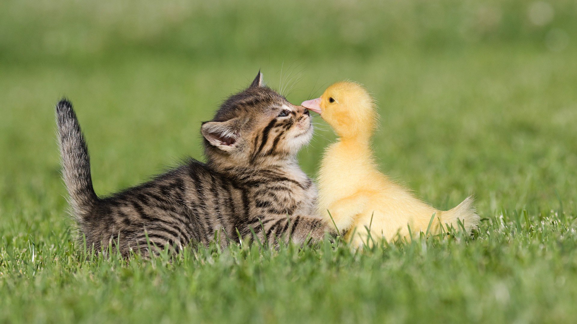 gatito patito amistad hierba