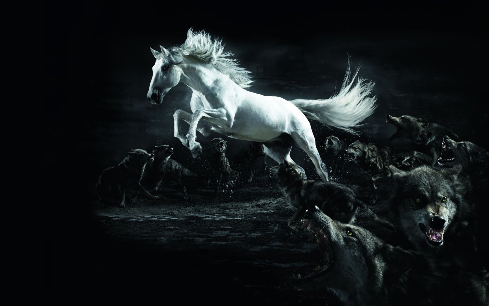 horse white wolves wolf twilight