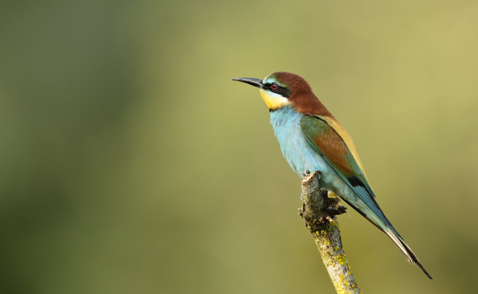 oiseau apiculteur brochet doré