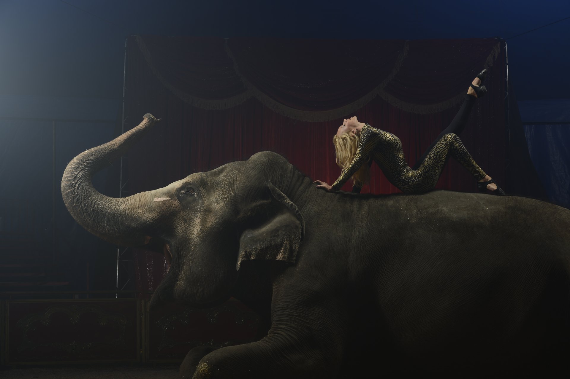 elefant turnerin zirkus arena