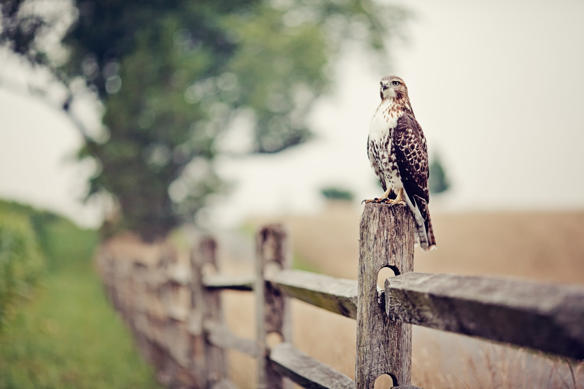 falcon fence bokeh