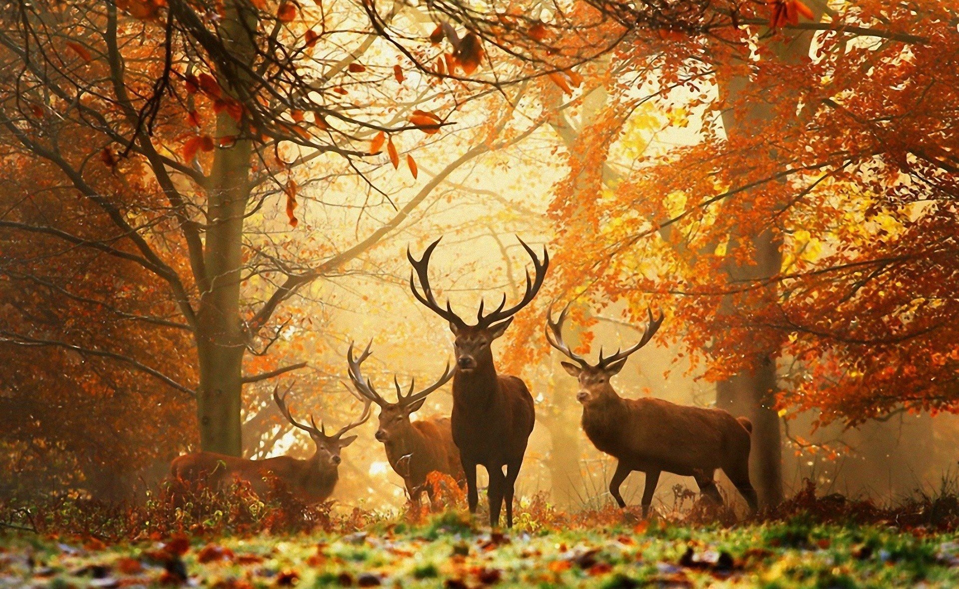 wald herbst gelbe blätter tiere hirsche hörner