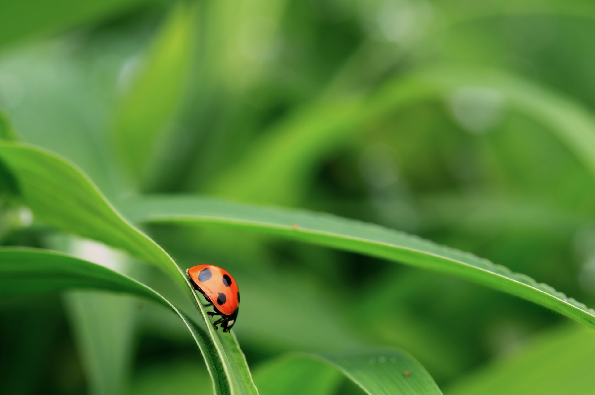 coléoptère coccinelle herbe feuillage fond vert