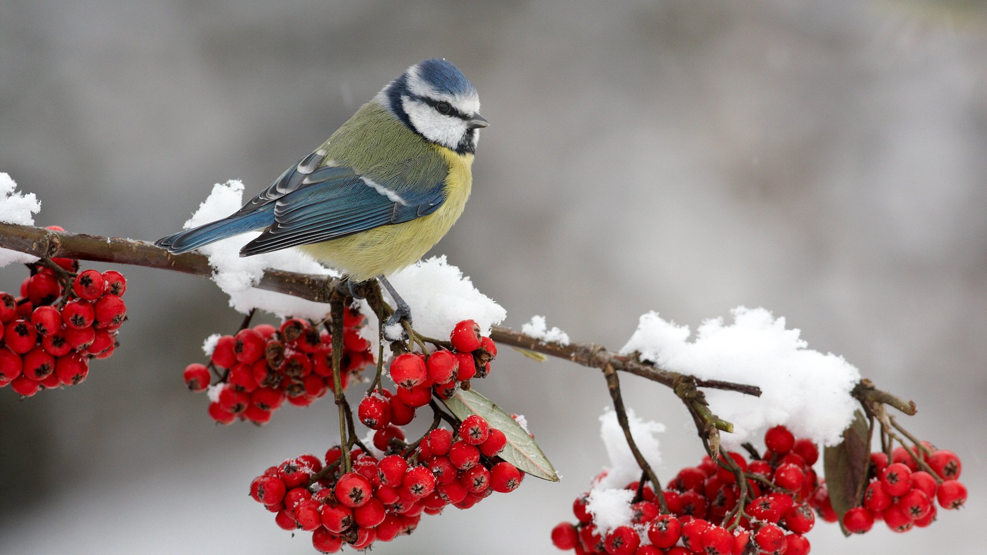 oiseau mésange sur une branche baies sorbier neige