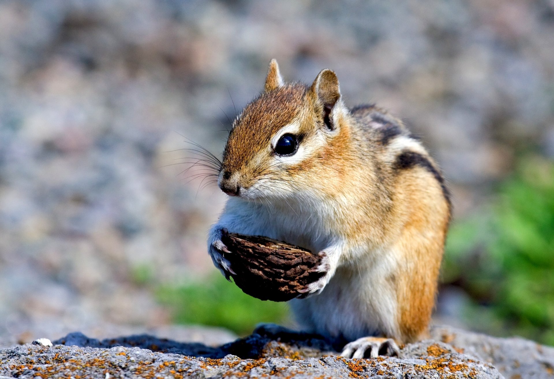 streifenhörnchen nagetier schale