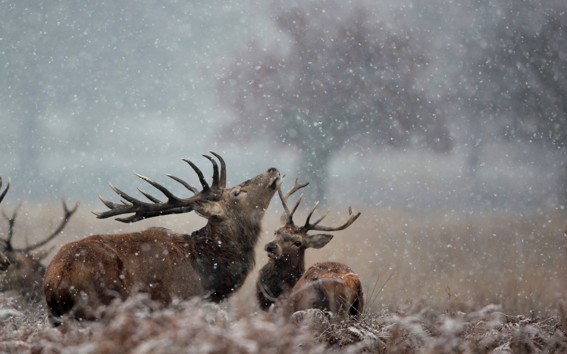 reindeer snow nature