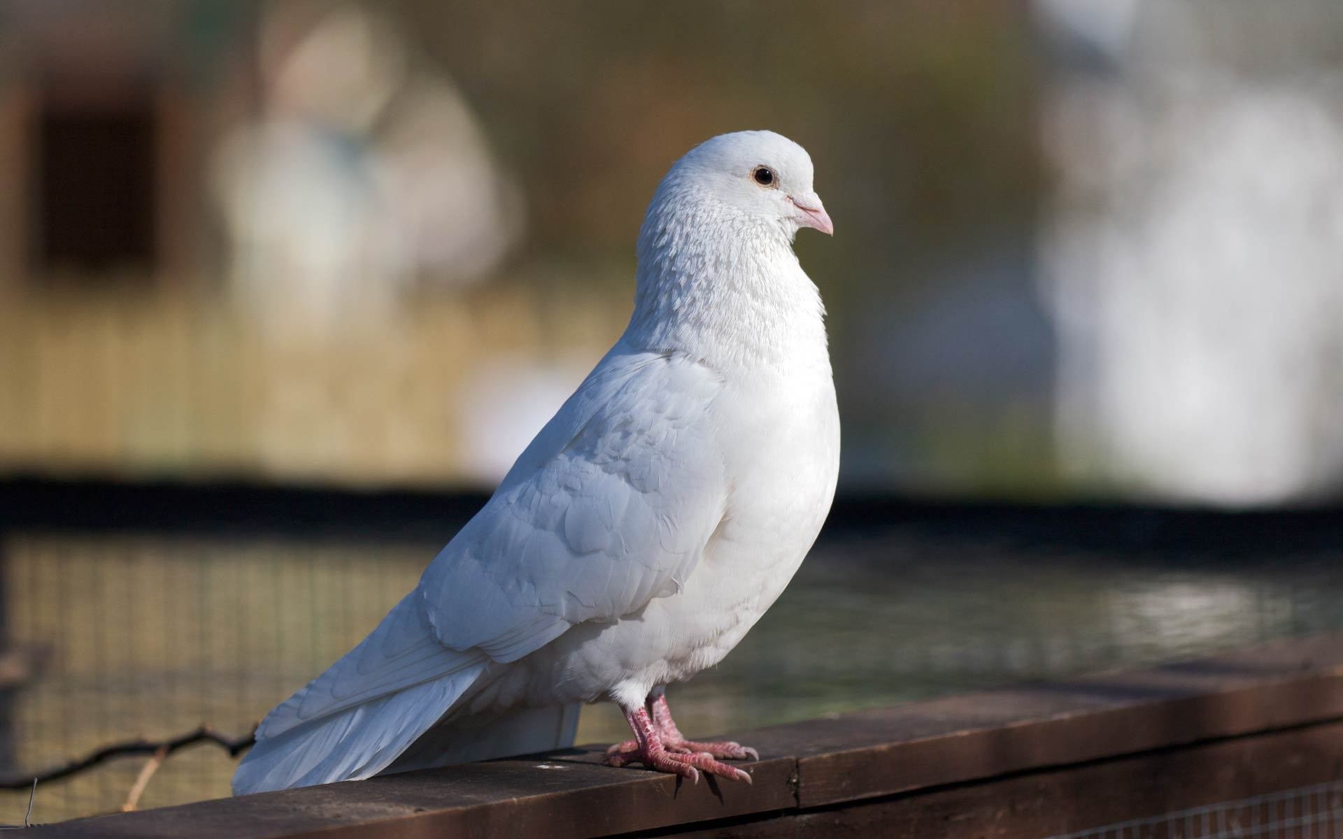 oiseau pigeon blanc