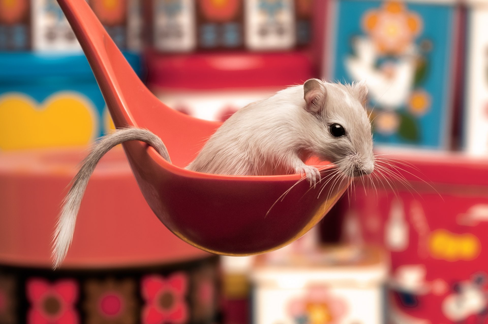 mouse-gerbil spoon ponytail white red