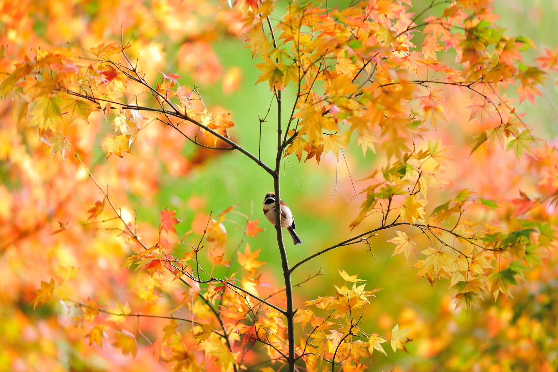 oiseau moineau arbre japonais automne feuillage