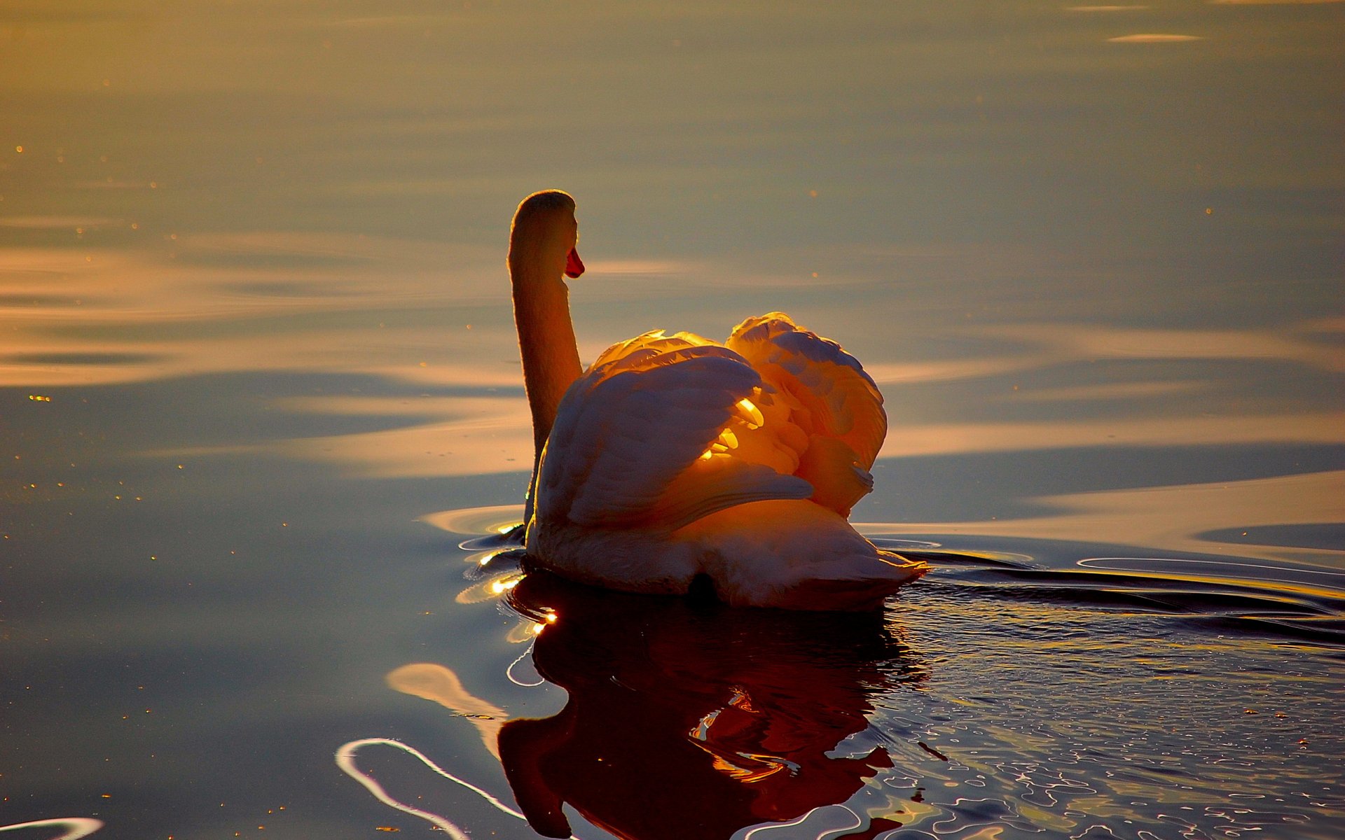 white swan water pond ripple reflection wings feathers light dawn sunset