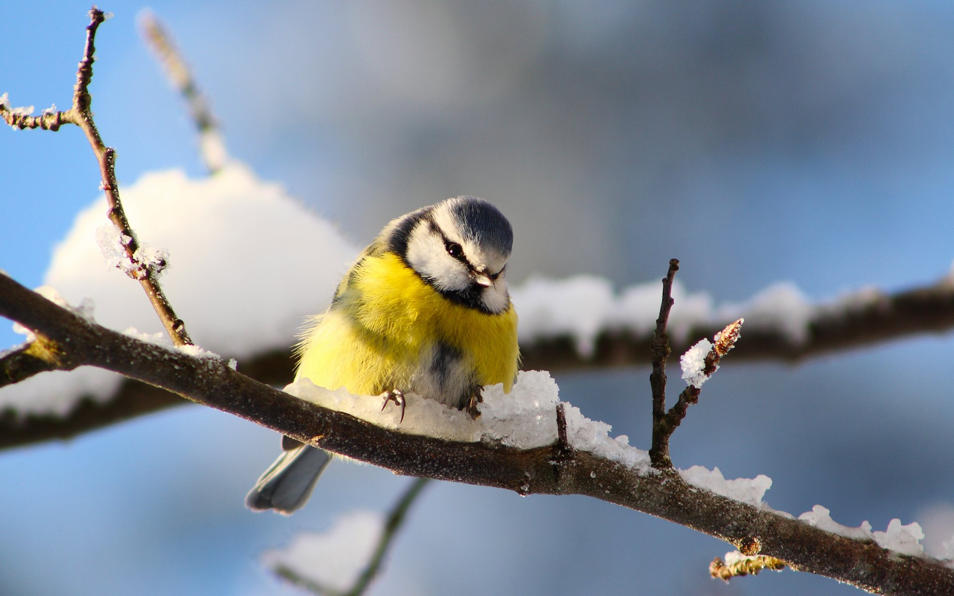 oiseau mésange branches hiver neige