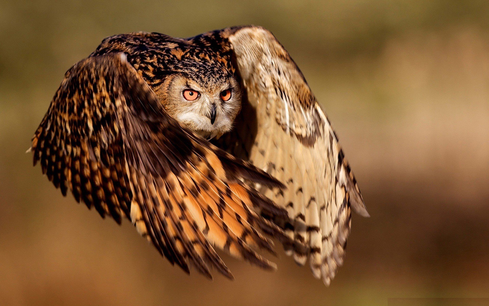 búho vuelo alas ojos