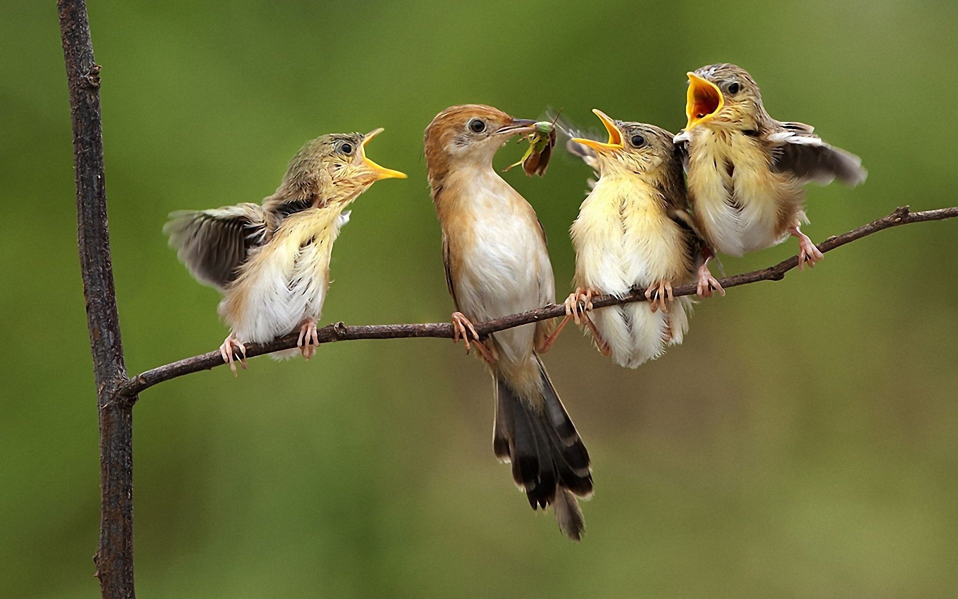 vögel spatzen mama kinder familie essen essen hunger futtermittel fliege insekt zweig baum wer zuerst kinder gelbwurz natur federn flügel tschik