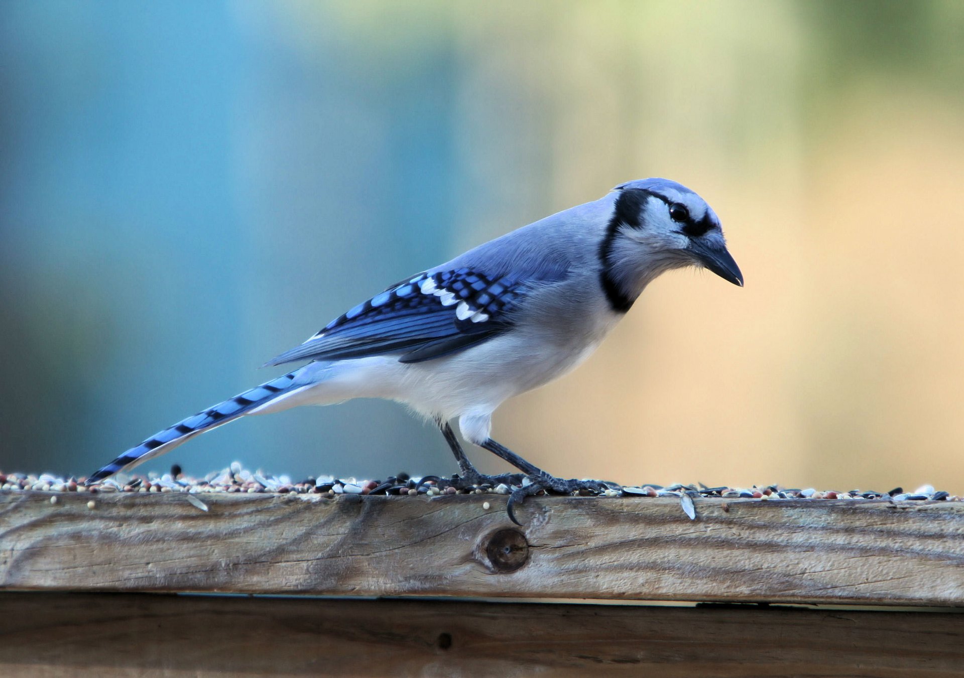 pájaro pie arrendajo azul