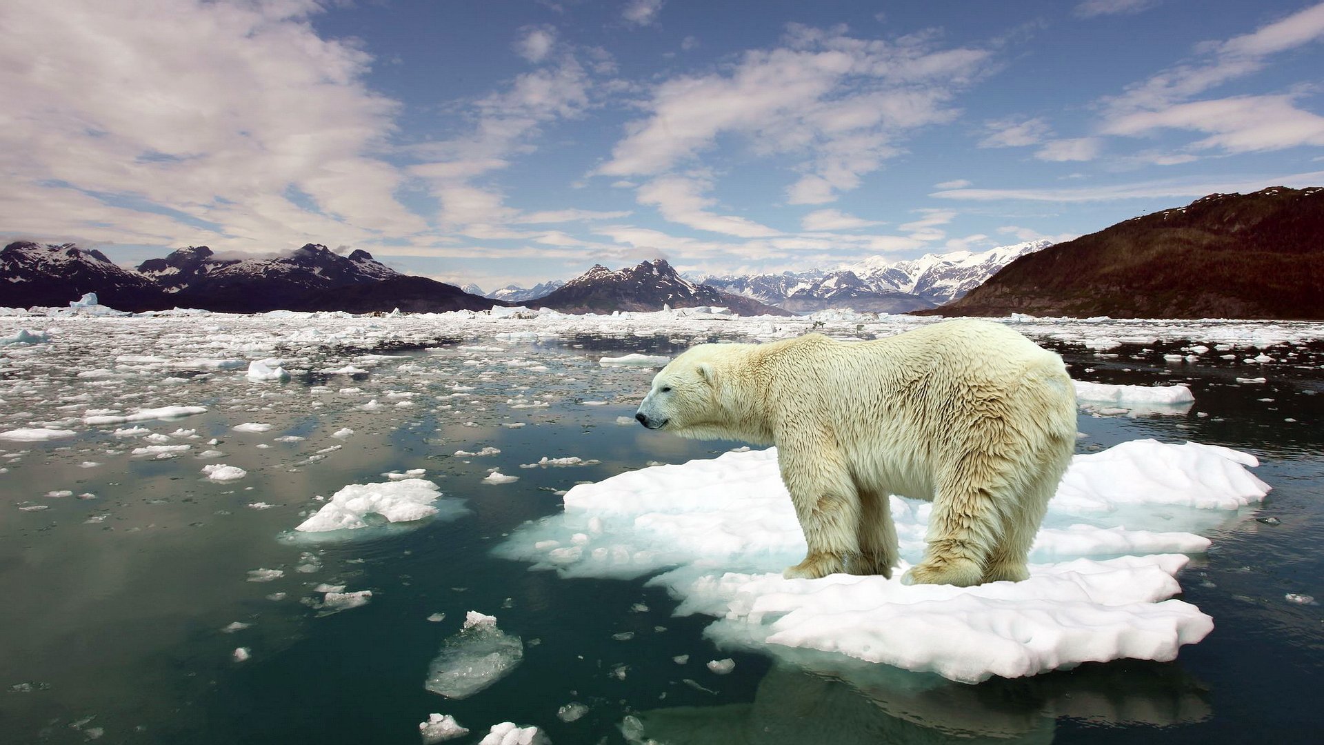 bianco orso bestia artico gelo inverno neve mare oceano banchi di ghiaccio orizzonte dal montagne cielo nuvole lana pelliccia predatore