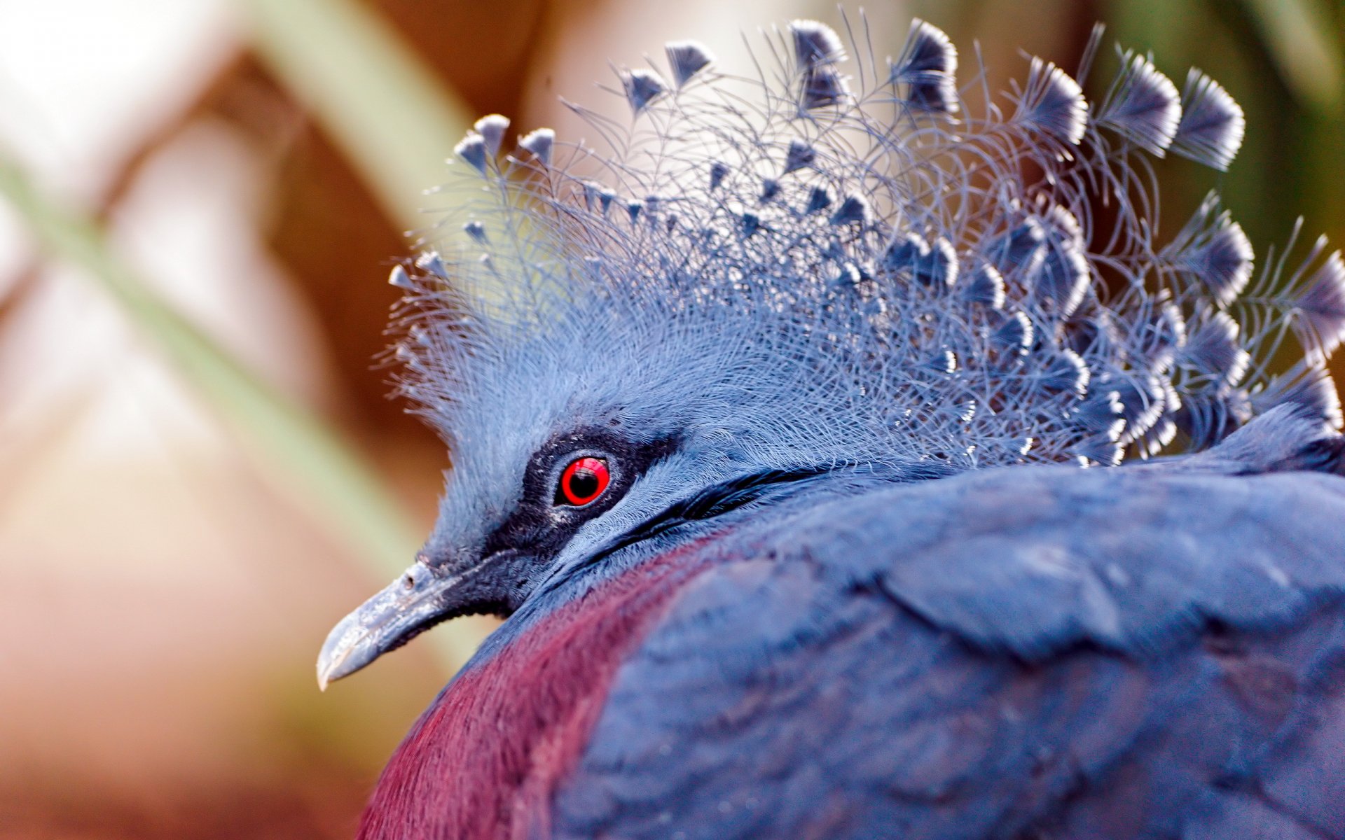 poultry nature close up