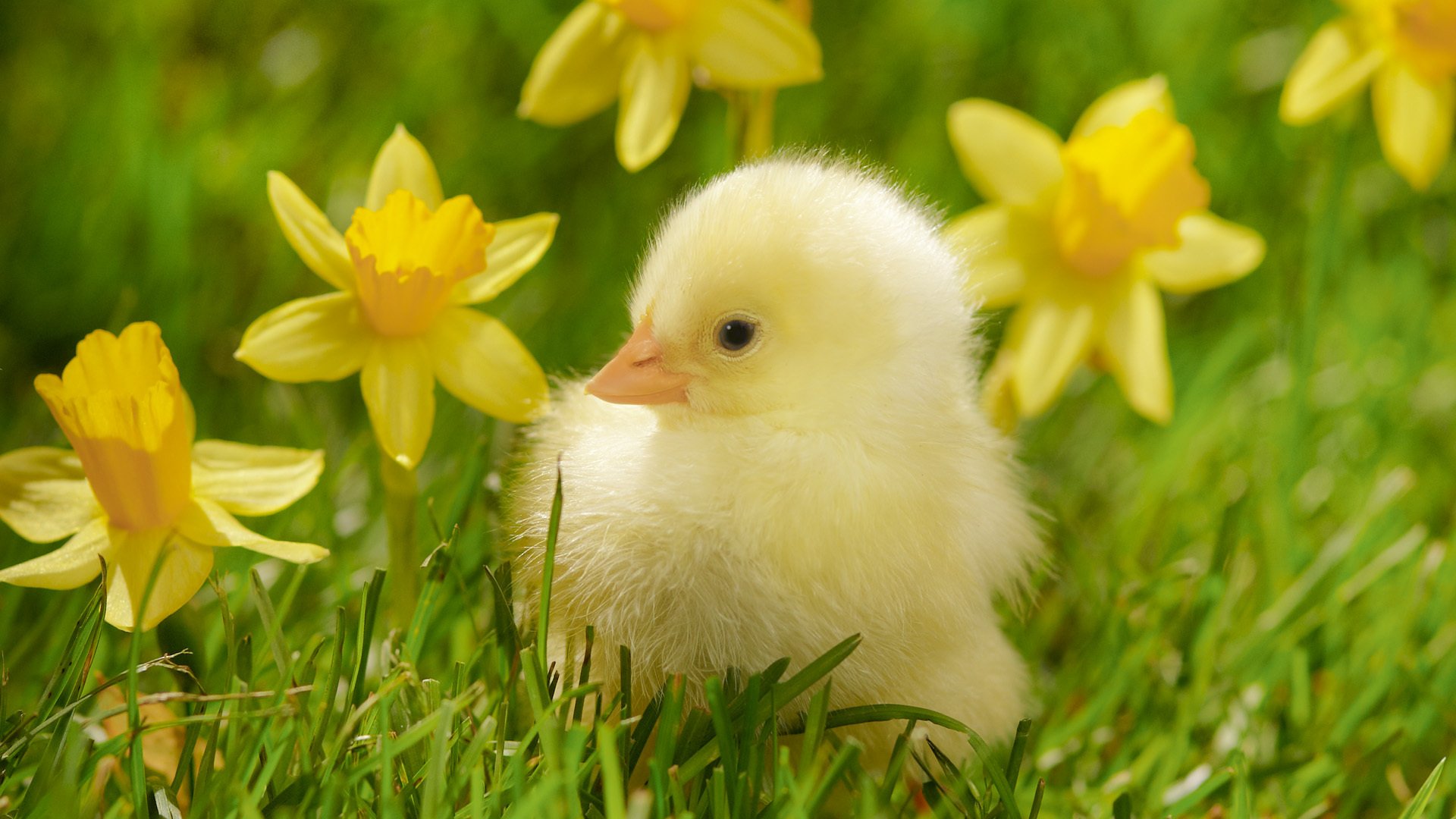 makro vogel huhn blumen gelb küken narzissen gras