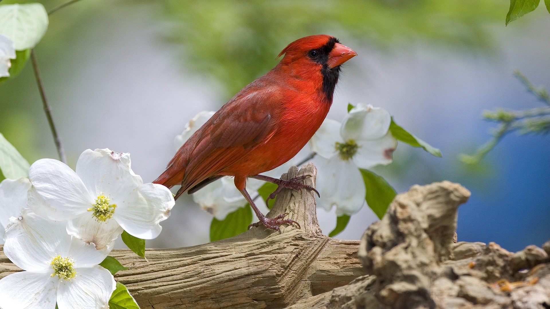 cardinal poultry red plumage branch spring flower