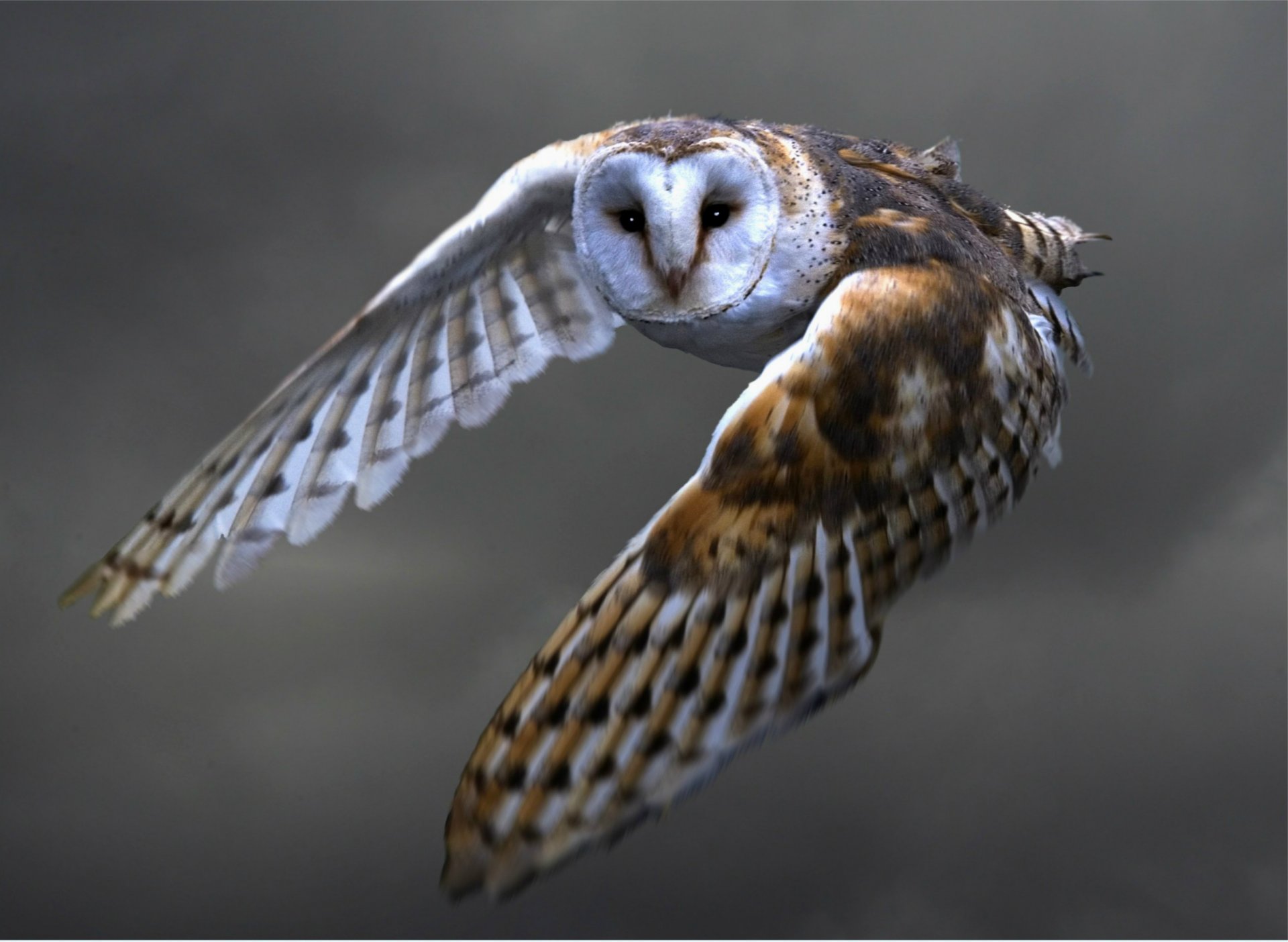 poultry owl barn owl flight feathers wings wag view