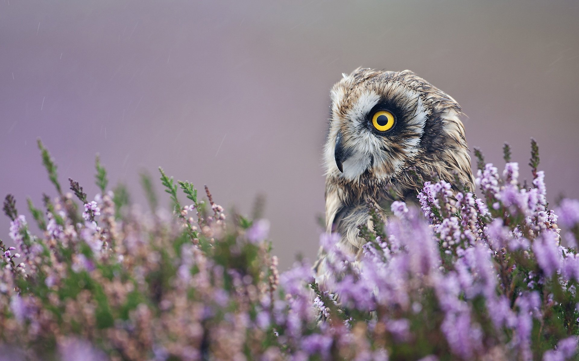 oiseau hibou profil fleurs lavande gros plan