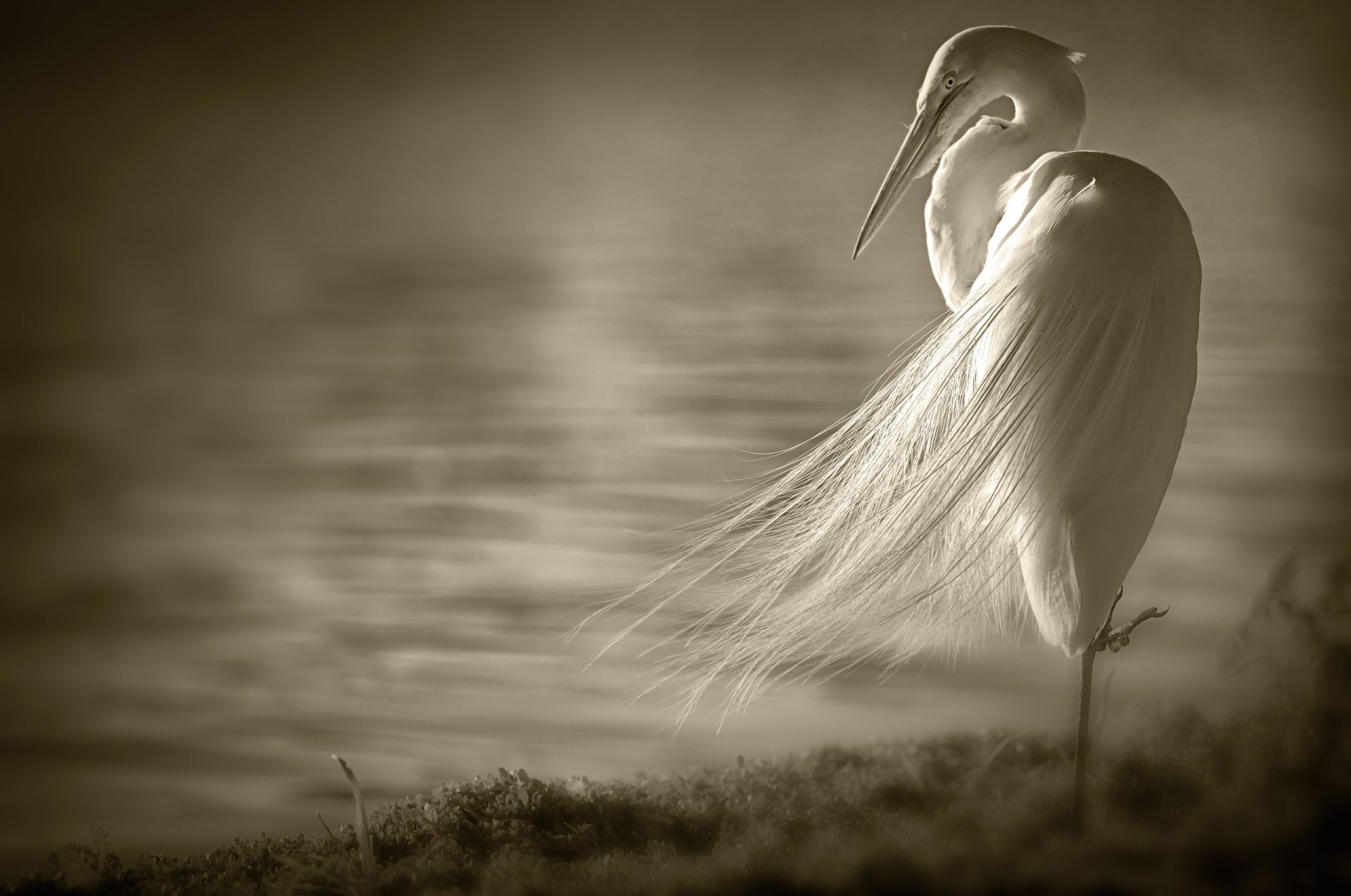 héron blanc oiseau ailes