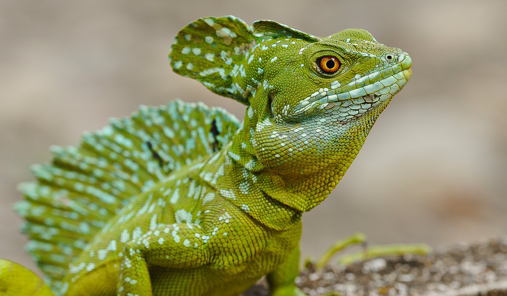 basilisco vista lagarto reptil ojo