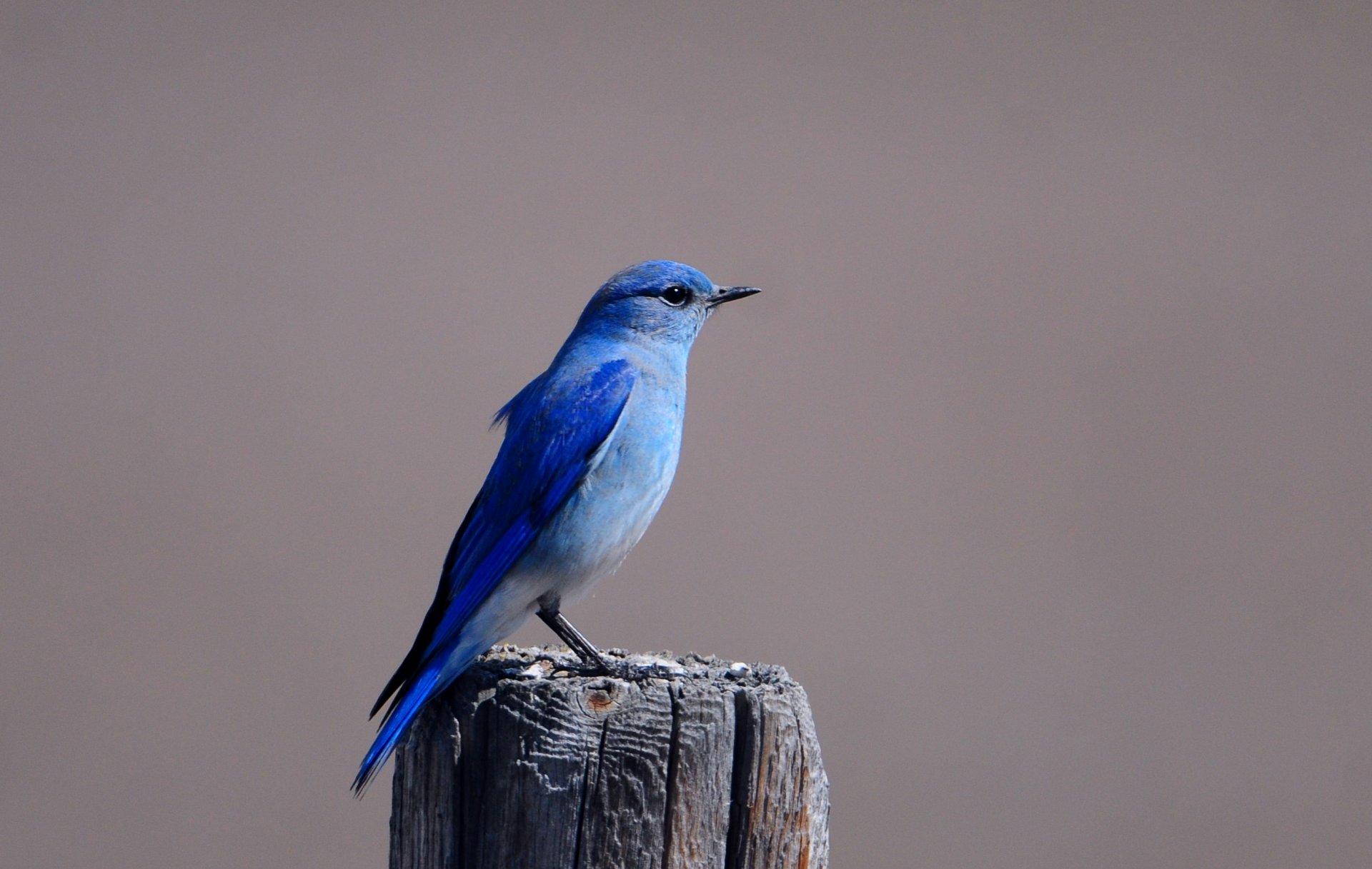 vogel vogel blau stumpf