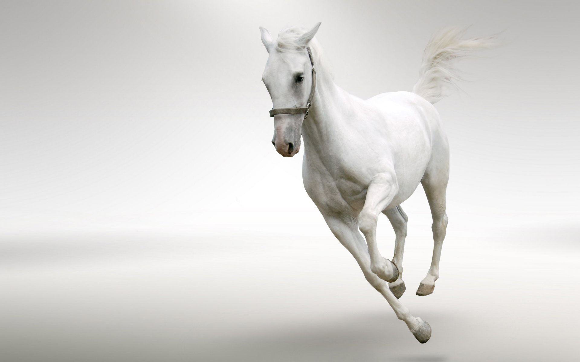 background white horse mane tail gallop