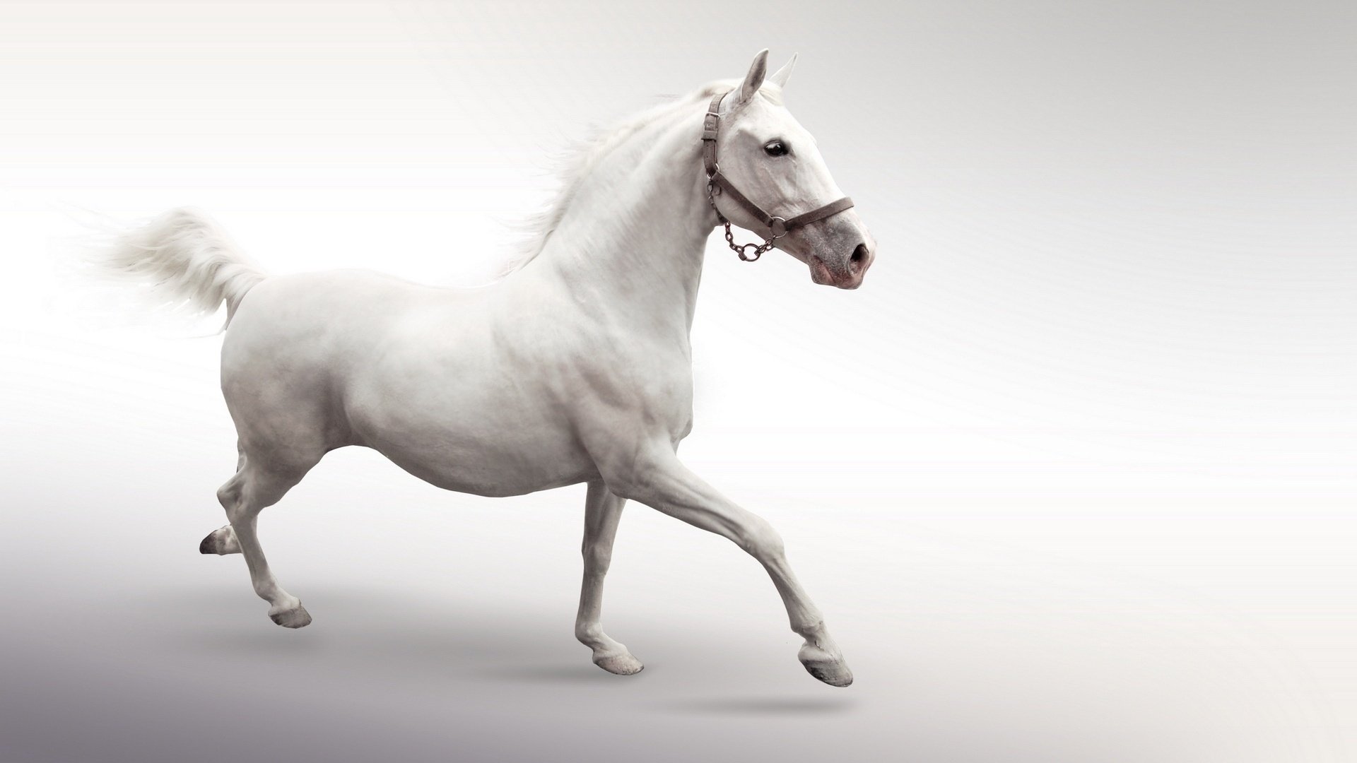 horse horse white running jumping