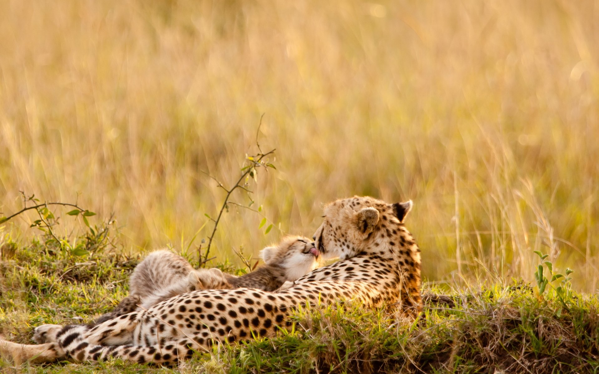 leopards summer nature