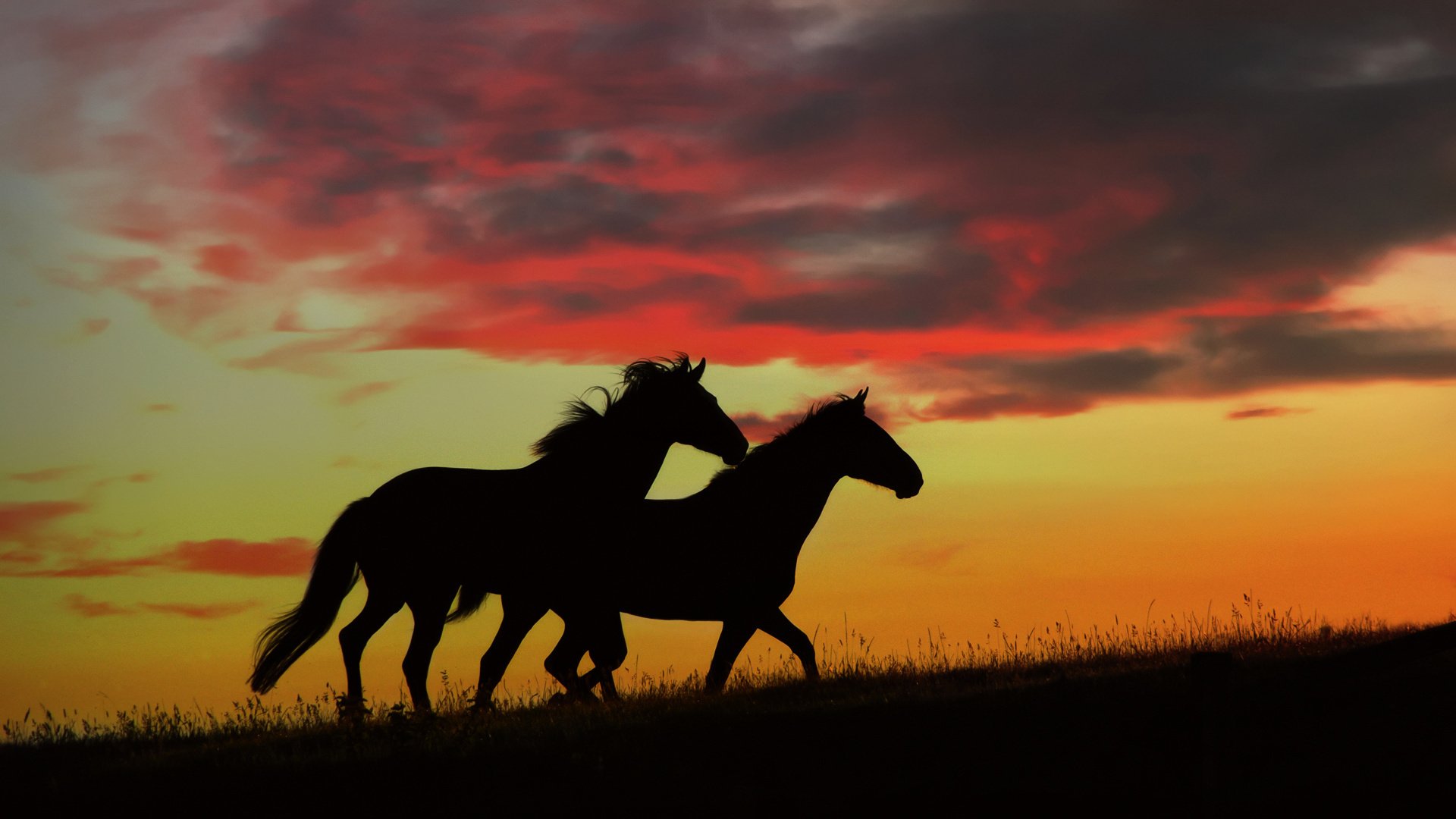 horses sunset nature