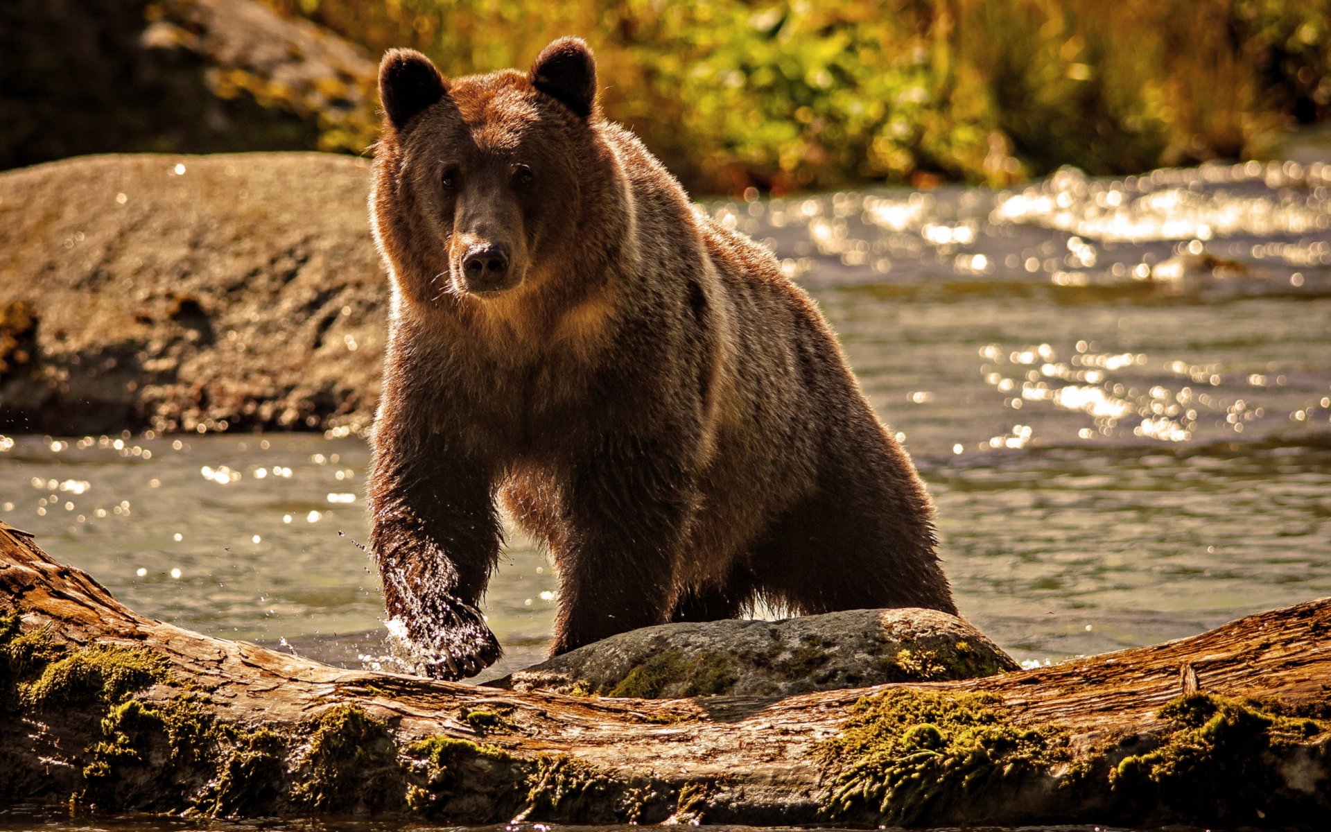 niedźwiedź woda rzeka natura