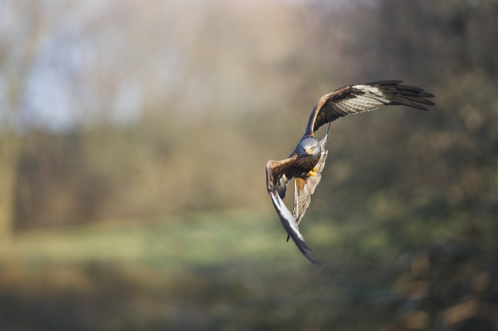 oiseau bec ailes faucon