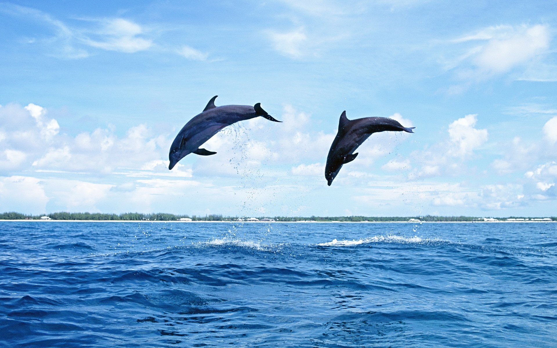 dauphins saut eau nature mer mammifère ciel îles