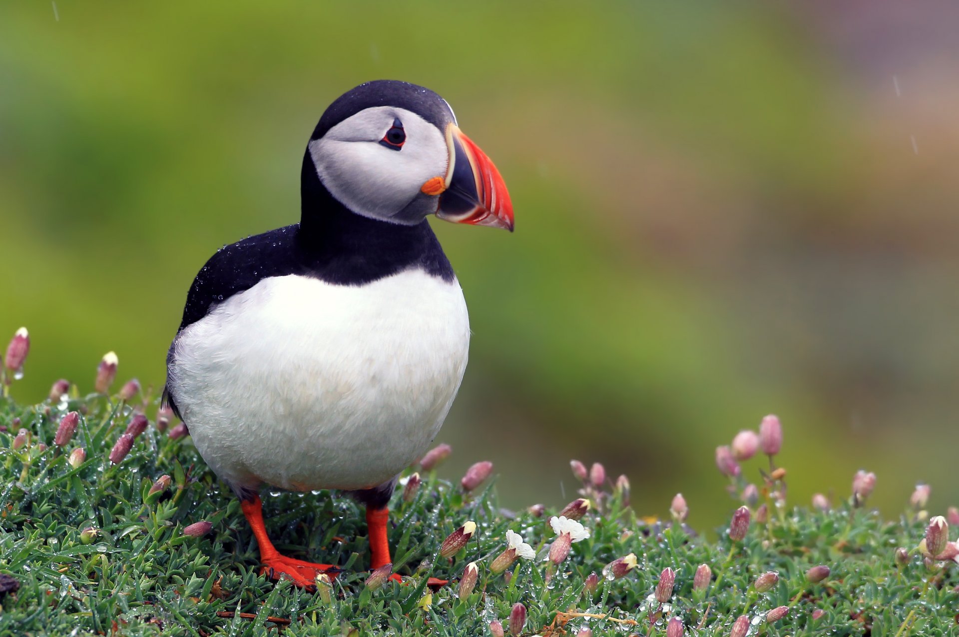 uccelli uccello vicolo cieco atlantico fratercula arctica vicolo cieco fiori rugiada gocce pioggia rosemouth sfondo