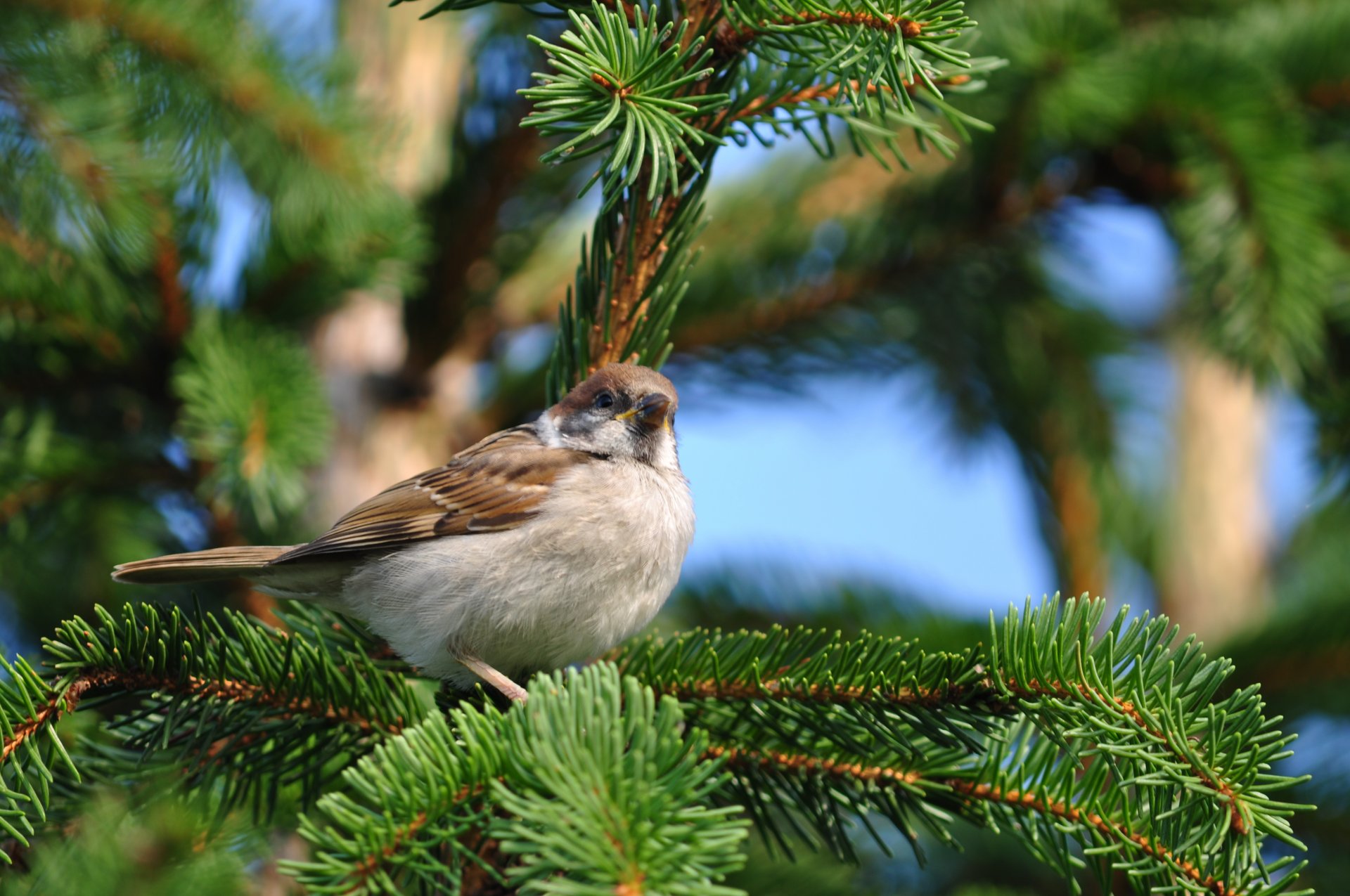 vogel sitzen zweig fichte natur spatz