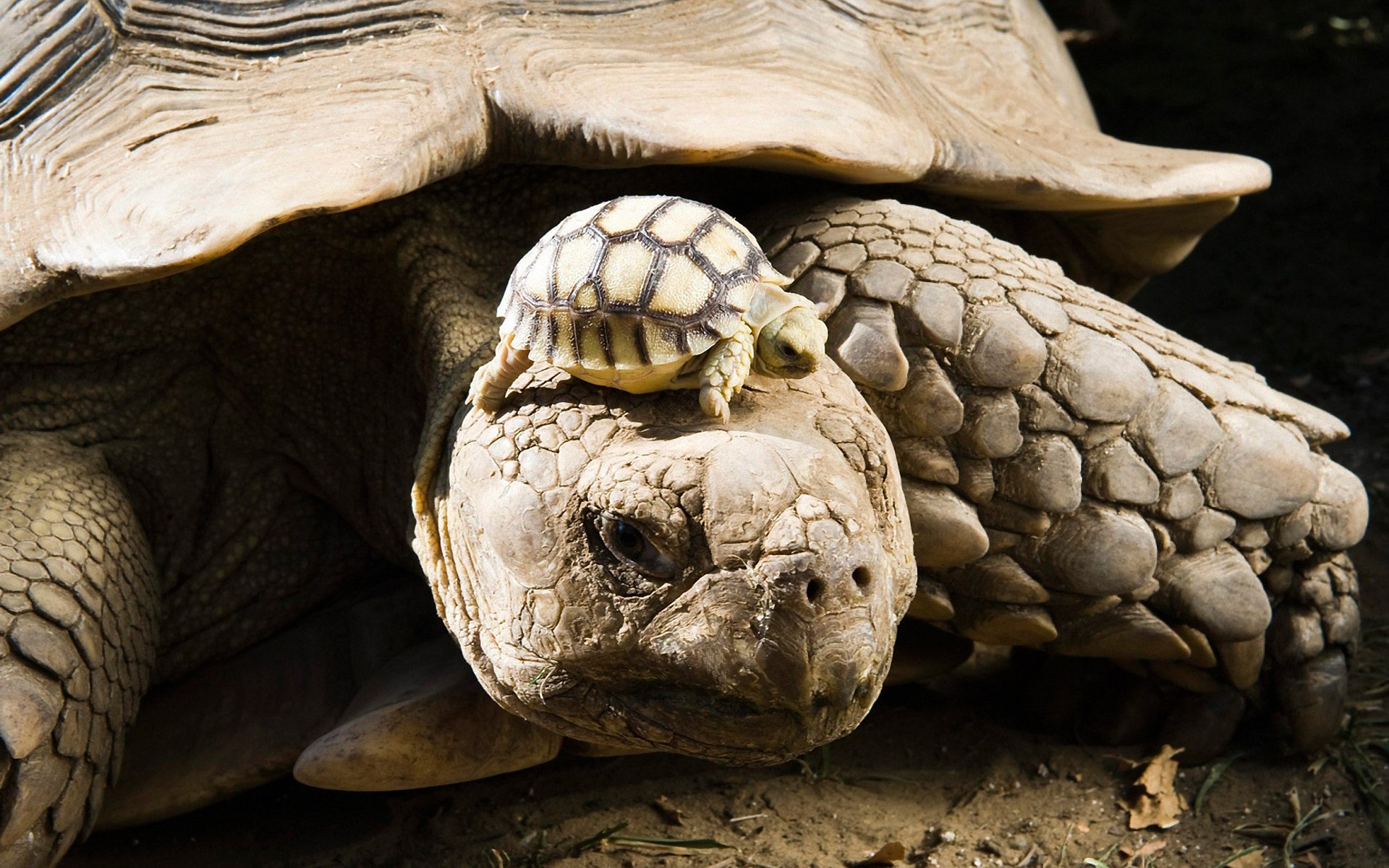 tortue cub carapace