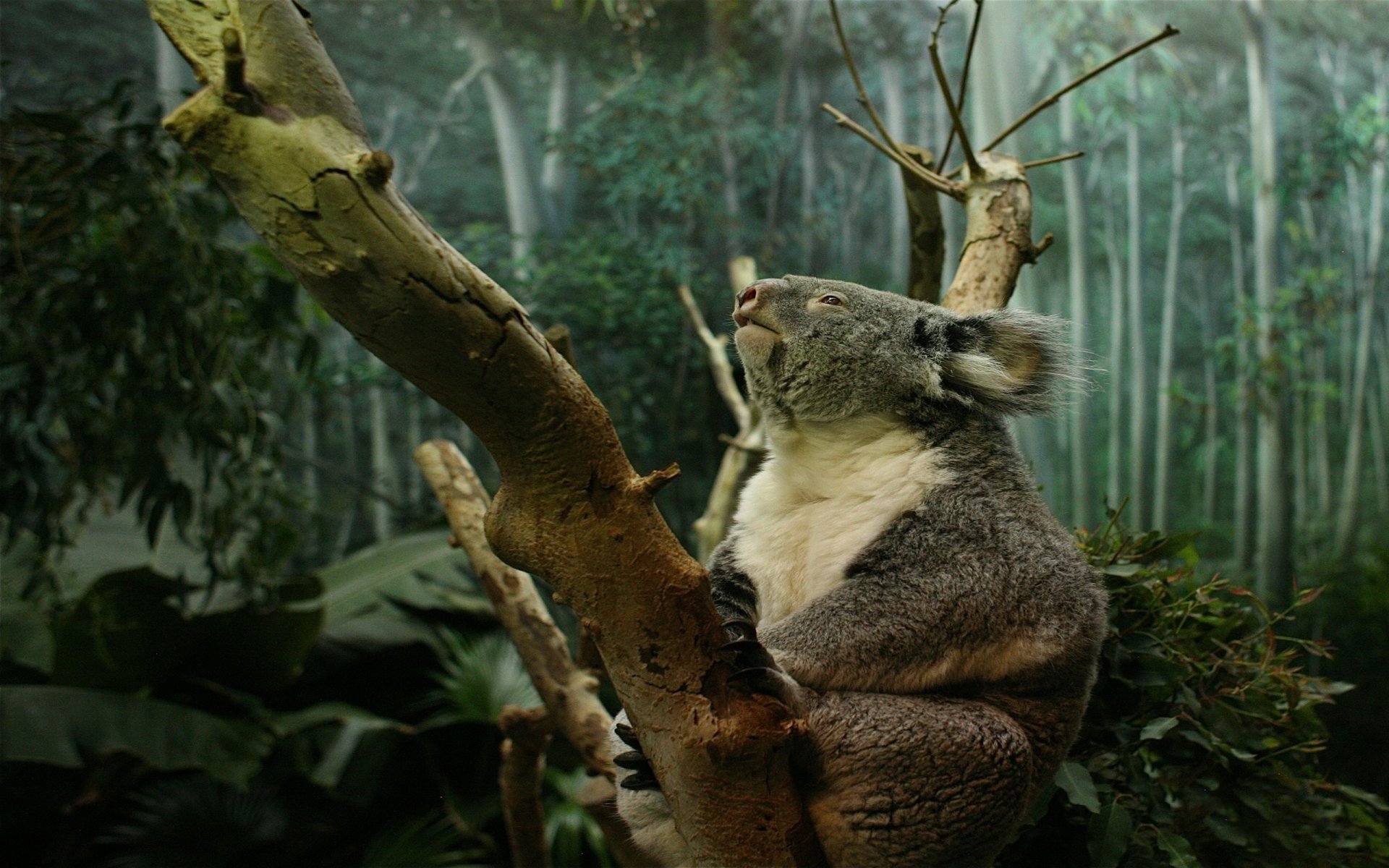 koala pattes griffes arbre tronc forêt