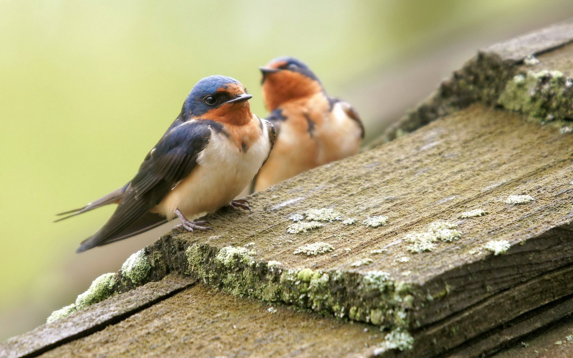 oiseaux nature été planches