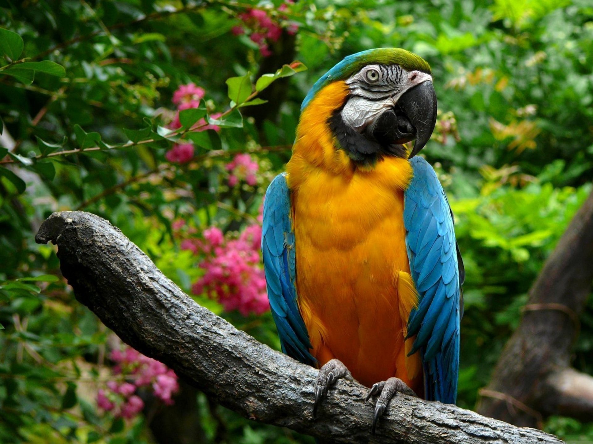 tiere vogel papagei ara hintergrundbilder