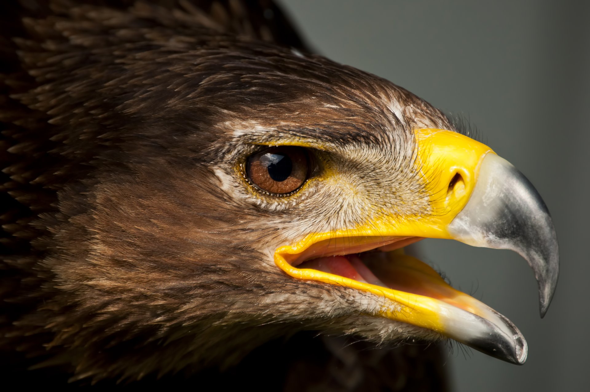 águila cabeza pico plumas pájaro depredador