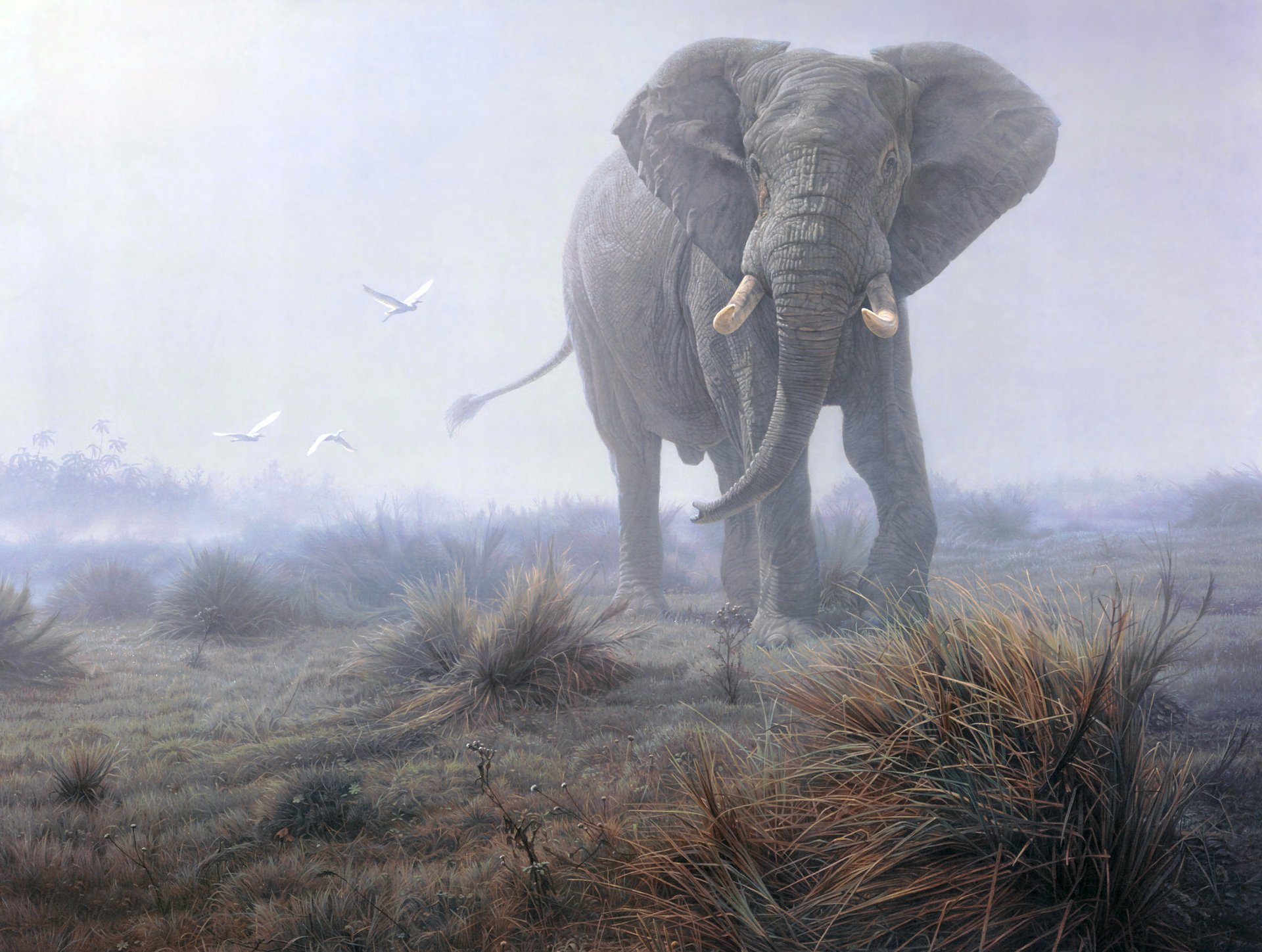 éléphant brouillard herbe oiseaux