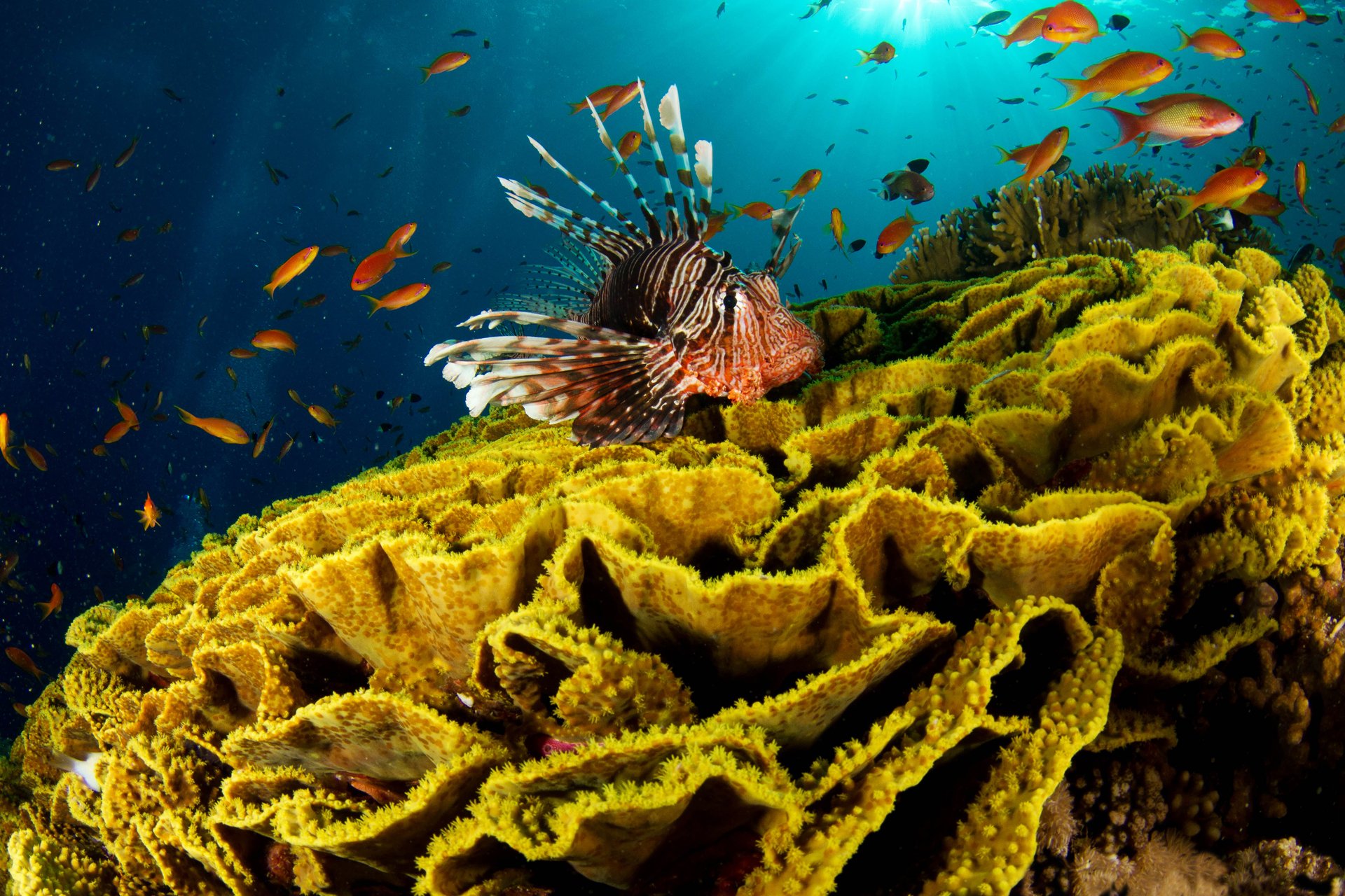 fish lion corals sea ocean water