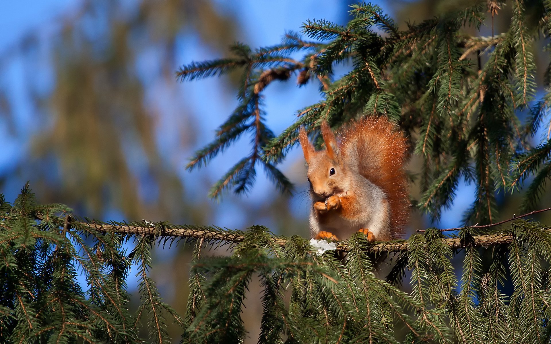 animale scoiattolo abete rosso